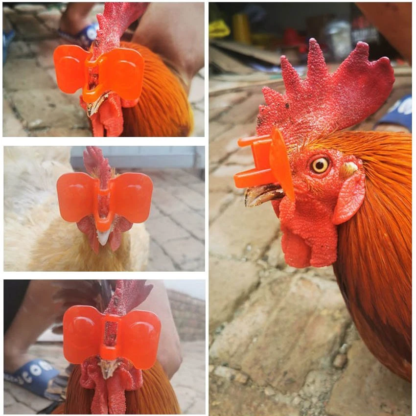Application of chicken plastic eye glasses